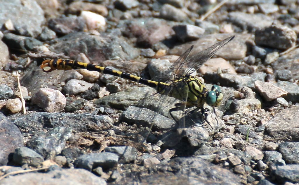 Onychogomphus forcipatus unguiculatus